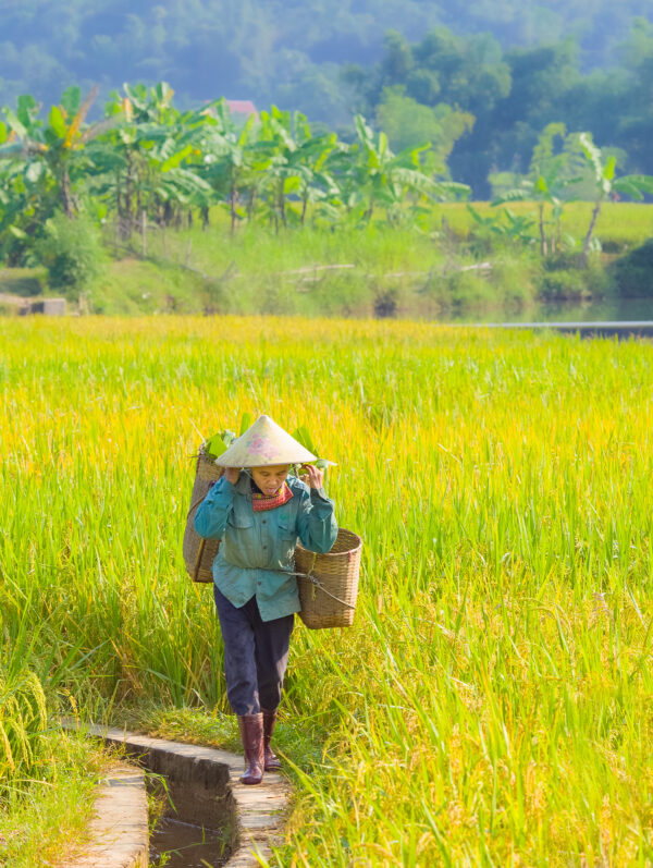Mai Chau Day Tour: A Journey into Vietnam’s Serene Countryside