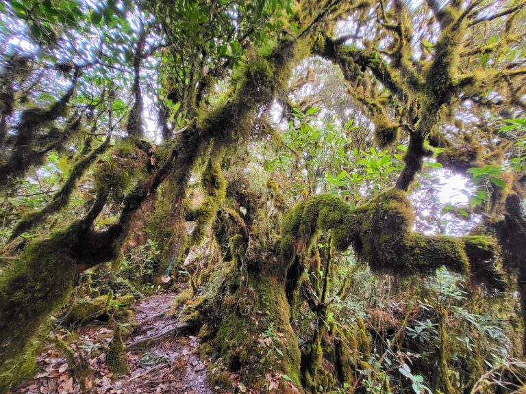 Trekking To Cloud Heaven Mountain And Magic Moss Forest: Ta Xua & Ta Chi Nhu (Yen Bai Province)