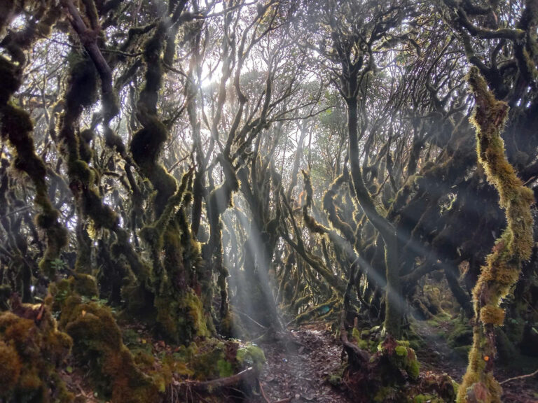 Trekking To Cloud Heaven Mountain And Magic Moss Forest: Ta Xua & Ta Chi Nhu (Yen Bai Province)