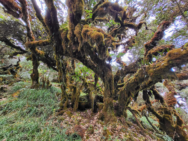 Trekking To Cloud Heaven Mountain And Magic Moss Forest: Ta Xua & Ta Chi Nhu (Yen Bai Province)