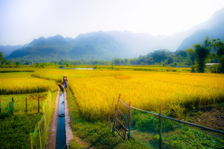 Nghia Lo – Mu Cang Chai – Tu Le: The Artistry of Terraced Fields