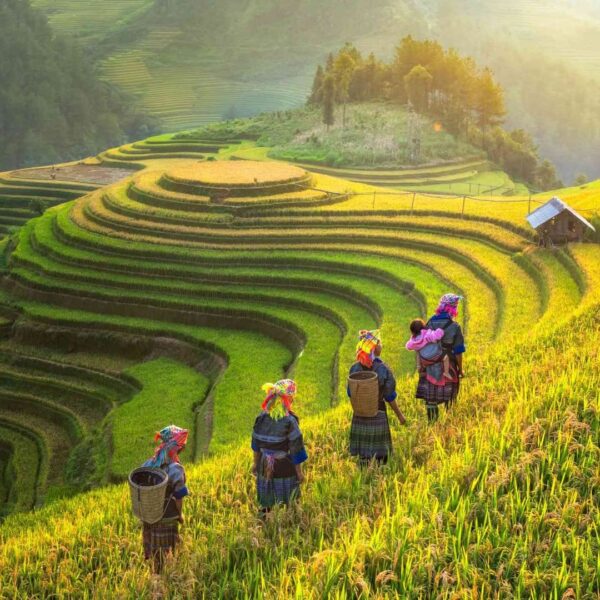 Sapa 2-Day Ta Van Trekking: A Journey Through Vietnam’s Stunning Highlands