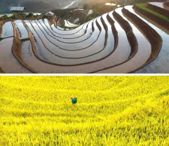 Bac Son Valley: The Secret Golden Rice Bowl Hidden in Mountains