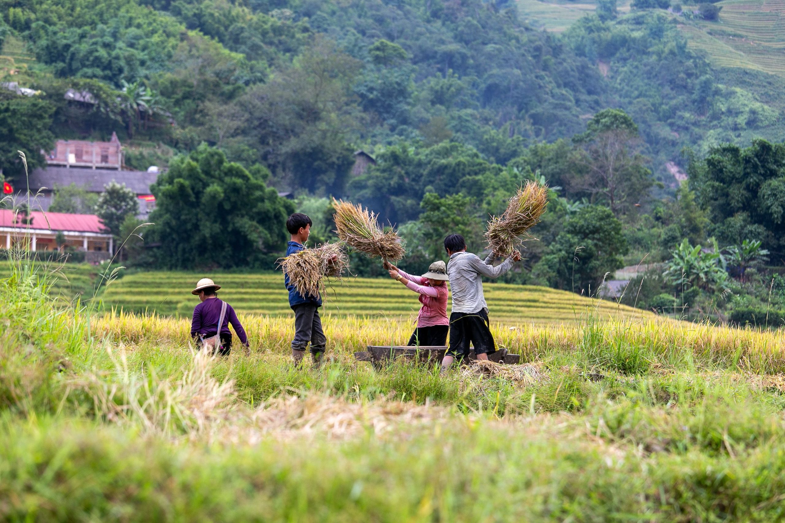 Bac Son Valley: The Secret Golden Rice Bowl Hidden in Mountains